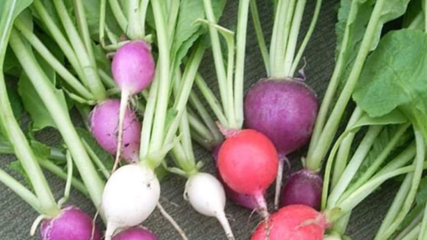 Health Benefits Of Radish Leaves eaves: Scrapes to Super Foods