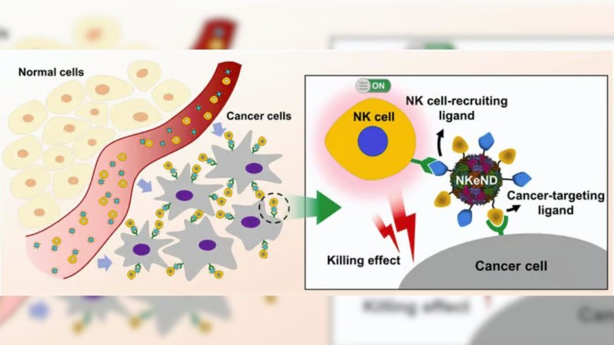 Nanodrones helps killer cells in treatment of cancer and destroy the cancer cells