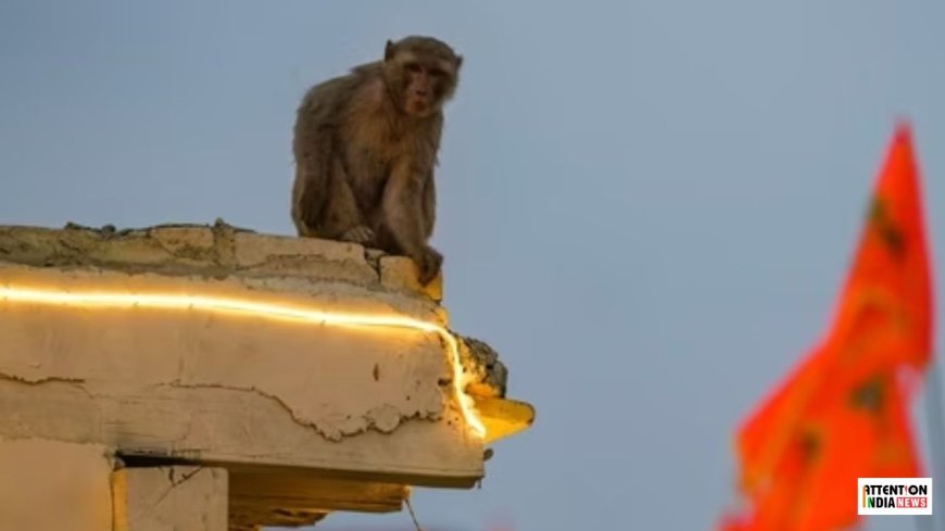 It seems like Lord Hanuman himself visited the Ram Temple to get a glimpse of Lord Ram