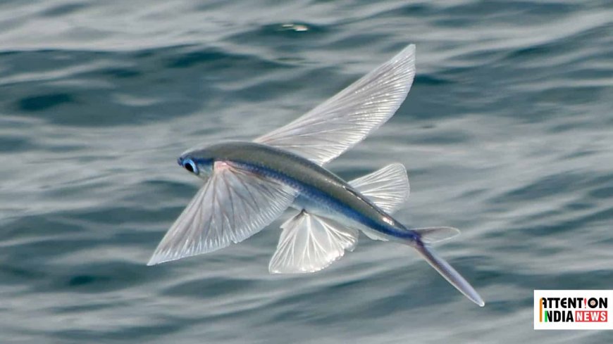 This Extraordinary Species of Sea Fish Can Soar 650 Feet Above the Ocean