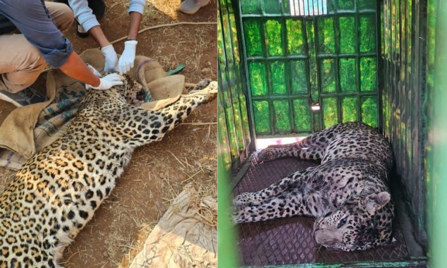 Brave Wife Saves Husband from Leopard Attack in Surat