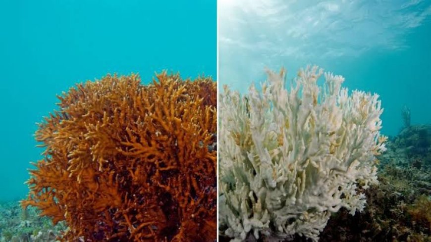 Great Barrier Reef Faces Massive Bleaching Crisis