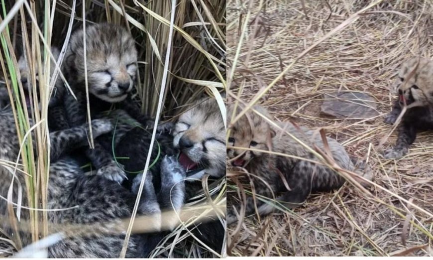 "Kuno's Cheetah Delight: Gamini's Five Cubs Bring Joy!"