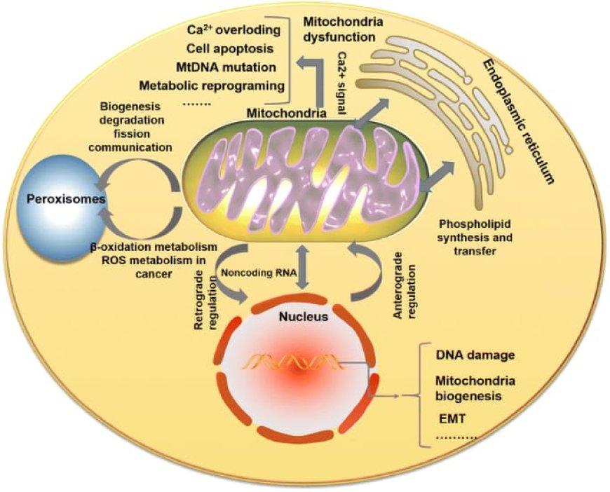 Protein Communication Organelle Molecular biology