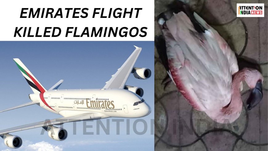 Flamingos Get Killed By Emirates Flight EK 508 In Mumbai