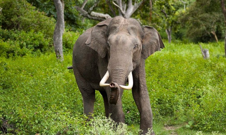 Demand for Justice: Elephant's Brutal Killing in West Bengal Sparks Outrage