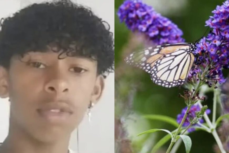 Brazilian Teen Dies from Injecting Butterfly into Veins in Viral Challenge