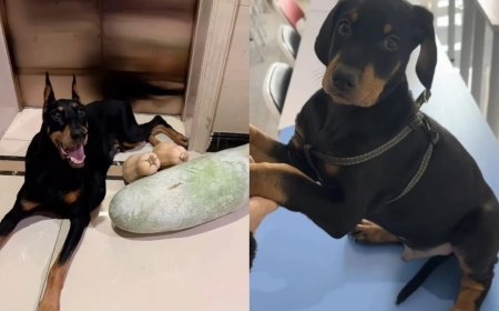 Chinese Woman Spends ₹19 Lakh to Recreate Her Dead Dog Using Skin Sample