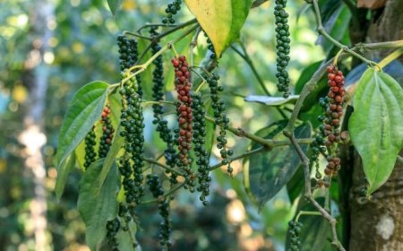 India's Black Pepper Market Faces Supply Challenges Amid Climate Change and Unorganised Trade