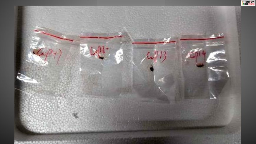 Chinese couple charged of smuggling deadly pathogen into USA