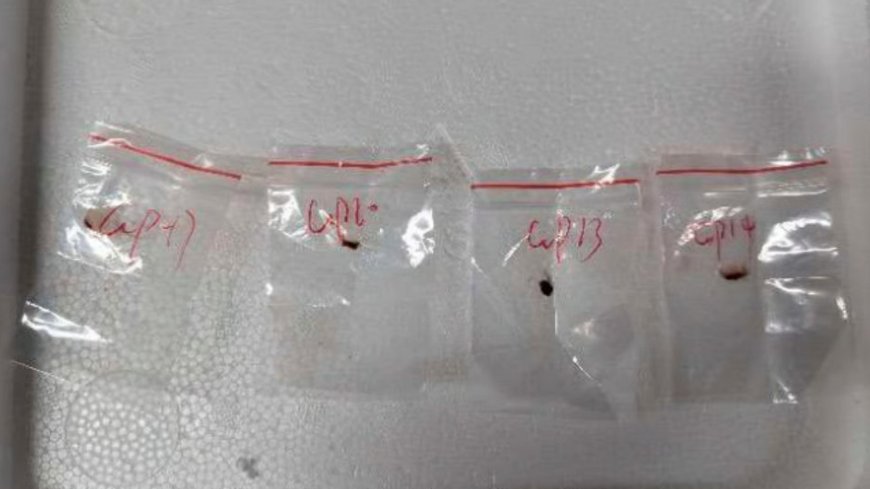 Fungus Smuggled Into US from China: Should We Worry About Another Big Outbreak like Covid?