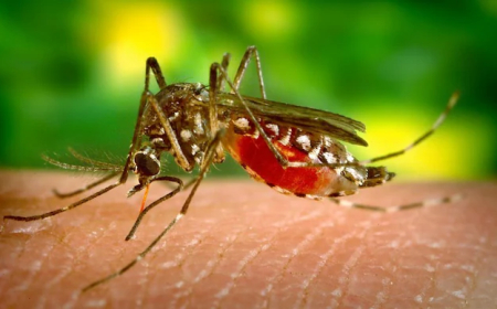 Will This Monsoon Bring Dengue Again? Health Dept Declares July ‘Anti-Dengue Month’
