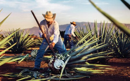 Talking Tequila Understanding how 100% agave blanco tequilas are made