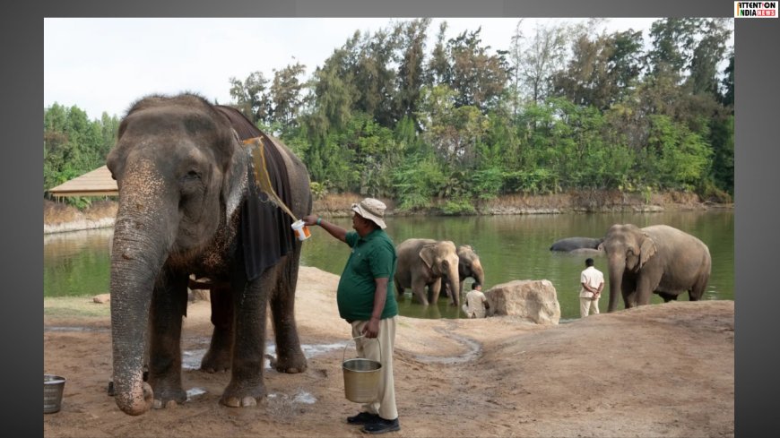 Vantara assures full cooperation with SIT after Supreme Court orders probe into its animal rescue operations