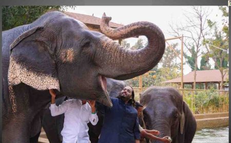 Vantara assures full cooperation with SIT after Supreme Court orders probe into its animal rescue operations