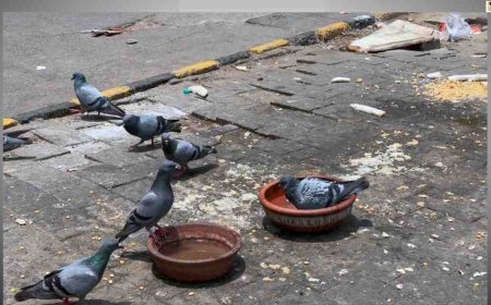 IMD issues red alert for Delhi and Punjab; UP and Jammu & Kashmir on orange alert due to extreme heat waves