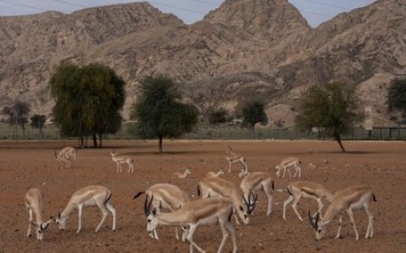 Mleiha National Park: Sharjah's Premier Eco-Tourism Gem in the Heart of the UAE