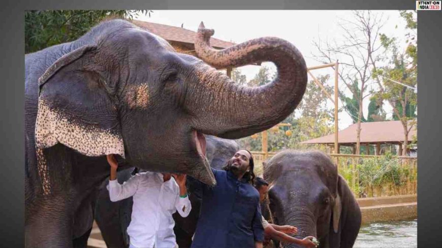 Vantara assures full cooperation with SIT after Supreme Court orders probe into its animal rescue operations