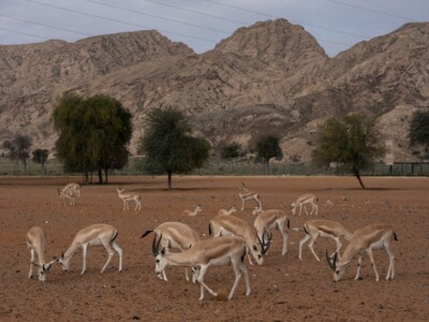 Mleiha National Park: Sharjah's Premier Eco-Tourism Gem in the Heart of the UAE