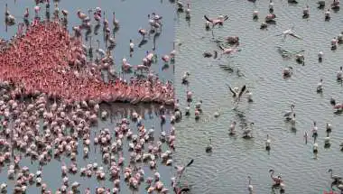 Flamingos Paint Maharashtra Pink – Best Spots & Time 2026