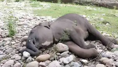 3 Elephant Calves Die in 17 Days in Chhattisgarh Forest