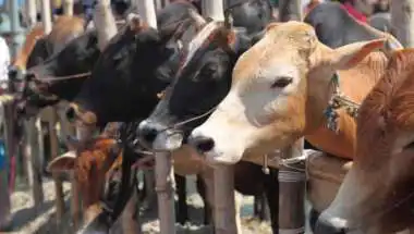 Iqbal Ansari Urges Muslims To Avoid Cow Sacrifice On Bakrid