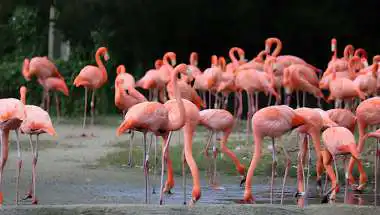 Flamingos Paint Maharashtra Pink – Best Spots & Time 2026