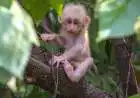 Meghalaya Zoo Records First Stump-tailed Macaque Birth