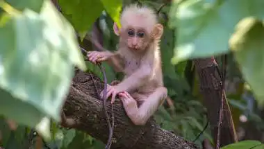Meghalaya Zoo Records First Stump-tailed Macaque Birth