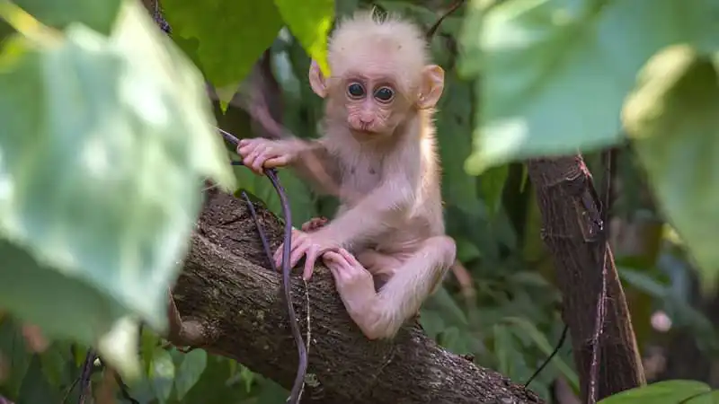 Meghalaya Zoo Records First Stump-tailed Macaque Birth