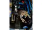 Leopard Attacks 2 Men Inside Rajasthan Liquor Store: CCTV
