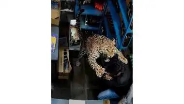 Leopard Attacks 2 Men Inside Rajasthan Liquor Store: CCTV