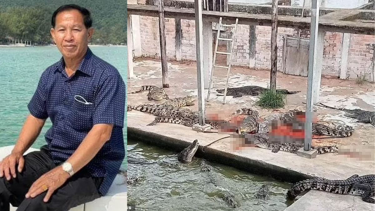 72-Year-Old Guy Falls Into Enclosure And Is Torn Apart By 40 Crocodiles.