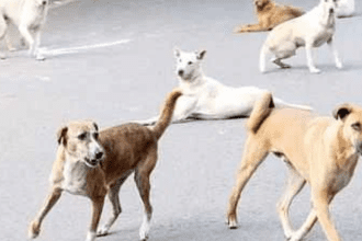 Residents of the Kharghar housing society are terrified of stray dogs.
